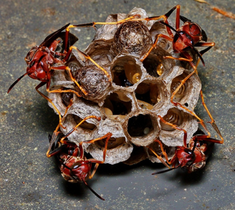 wasp_nest-RS.png