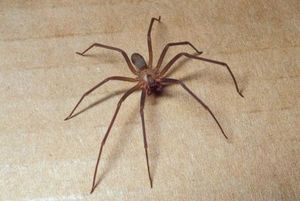 BROWN_RECLUSE_PHOTO_CREDIT_MISSOURI_DEPT_OF_CONSERVATION-RS.jpg