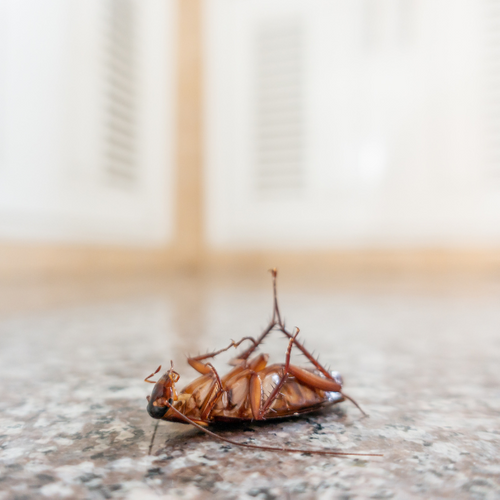 A dead roach