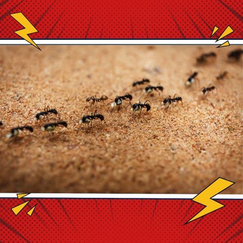 An army of ants