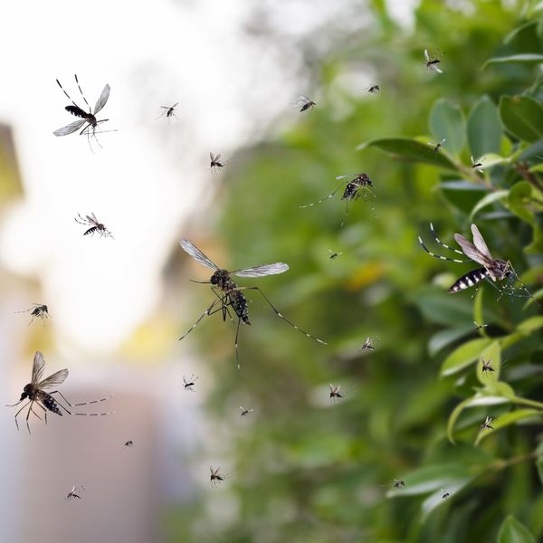 mosquitoes.jpg