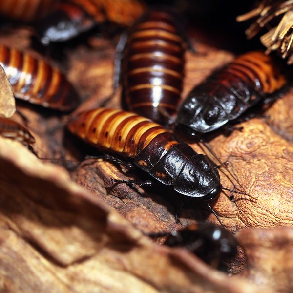 cockroaches2.jpg