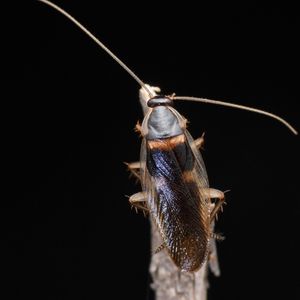 Brown-banded cockroach