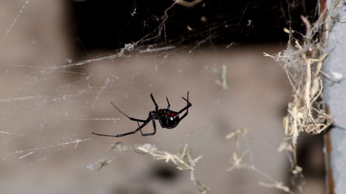 spider.jpg