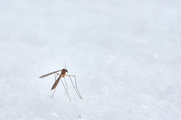 winter_mosquito_cover.jpg