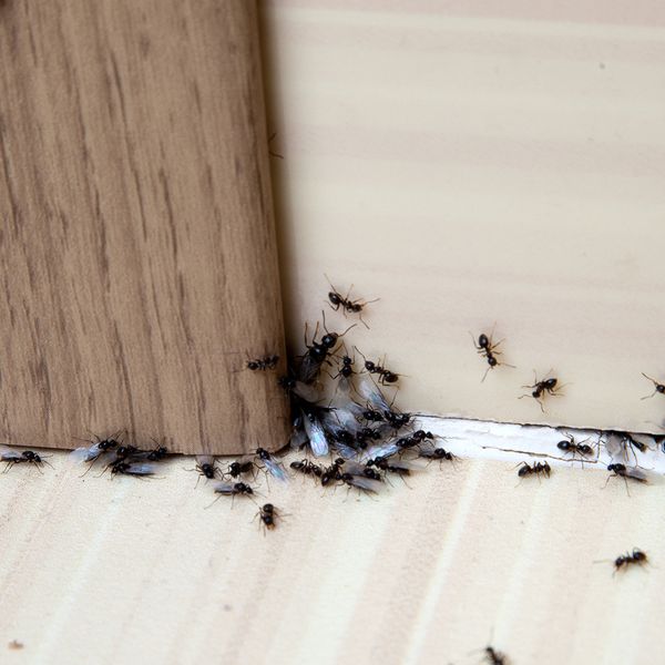 ants2.jpg