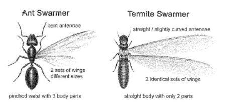 ant_and_termite_compare-RS.jpg