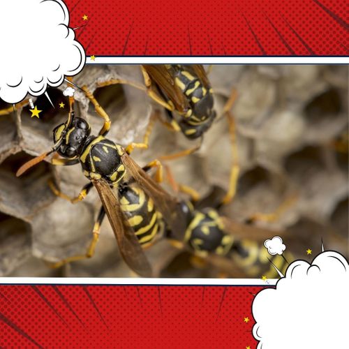 wasps