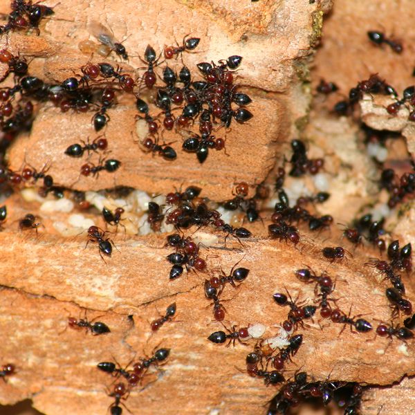 ants3.jpg