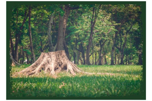 Muscogee County Stump Removal - Image 1.jpg