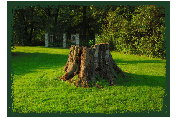 A tree stump