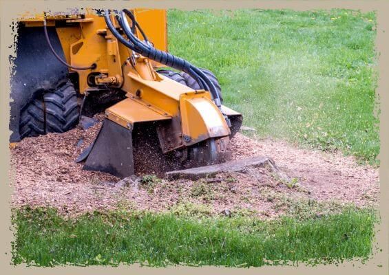 stump removal stump removal