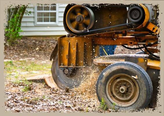 stump removal stump removal