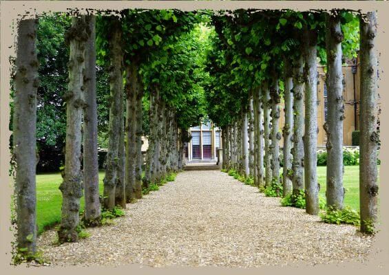 walkway lined with trees walkway lined with trees