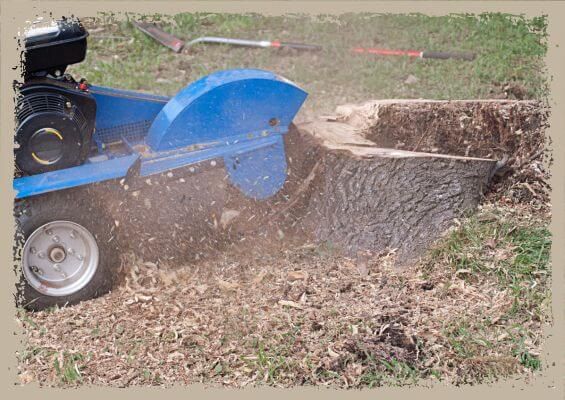 stump grinding stump grinding