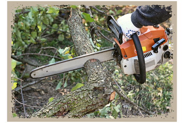 tree contractor cutting branches tree contractor cutting branches