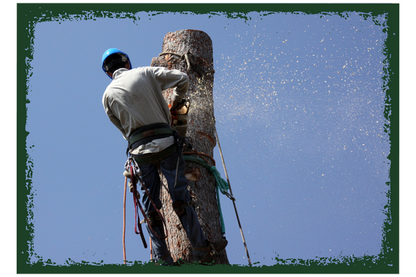 tree specialist tree specialist