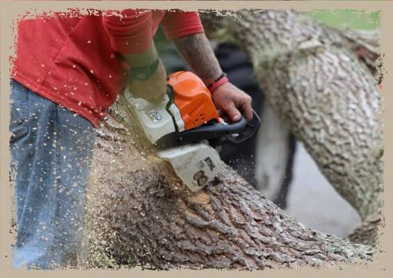 tree removal tree removal