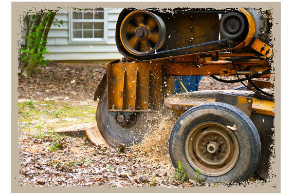 tree and stump removal tree and stump removal