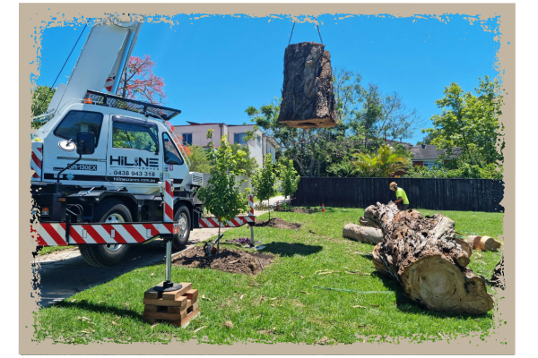 The Oak Hill Arborist Difference CE - Image 2.png