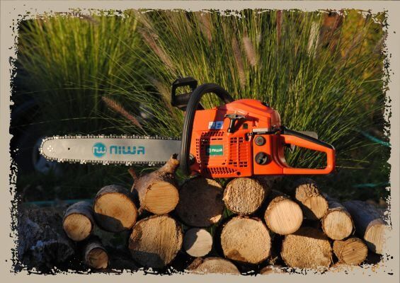 tree removal tree removal