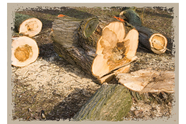 Phenix City Stump Removal - Image 4.png