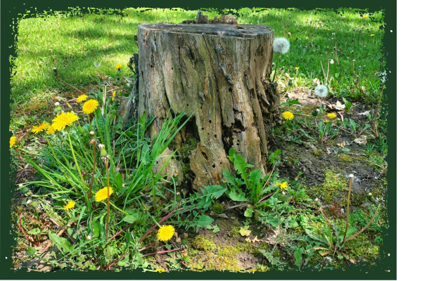 The Oak Hill Arborist Difference CE - Image 1.png