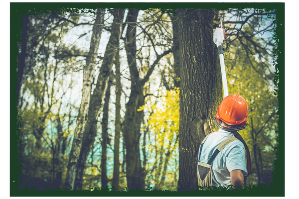 tree specialist tree specialist