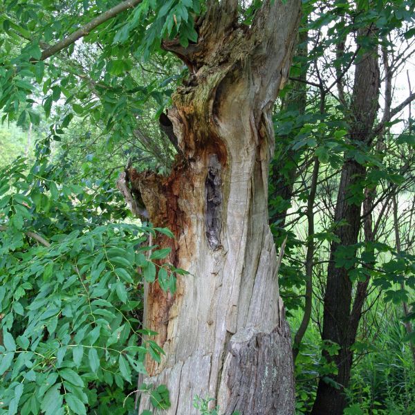 Tree trunk. Tree trunk.