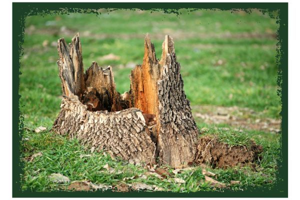 Muscogee County Stump Removal - Image 3.jpg