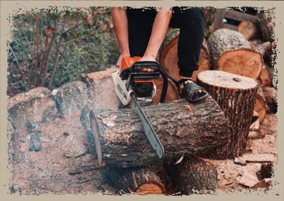 tree being cut with chainsaw