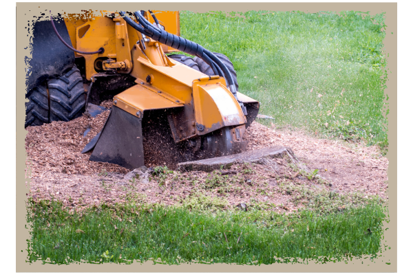 Tree stump being removed