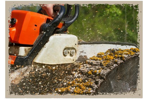Muscogee County Stump Removal - Image 2.jpg