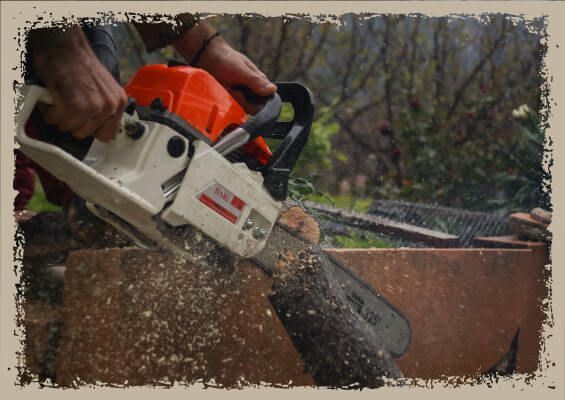 tree being cut with chainsaw tree being cut with chainsaw