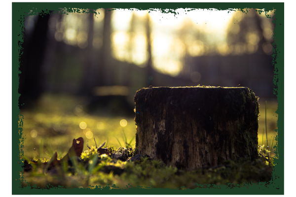 Phenix City Stump Removal - Image 1.png