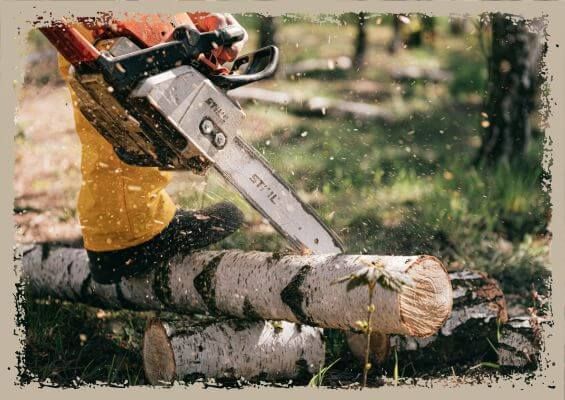 tree removal tree removal