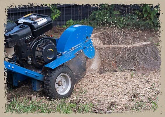 professional stump grinding professional stump grinding
