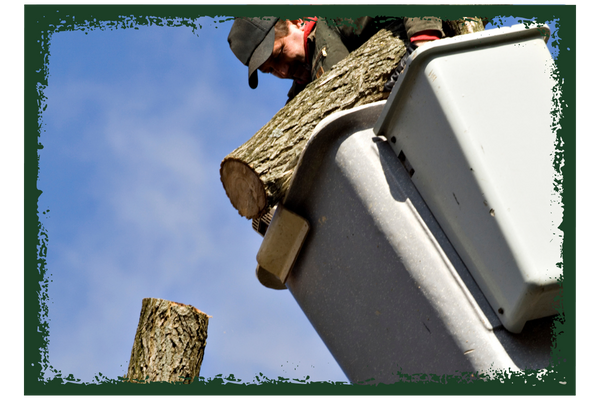 tree contractor working on tree removal tree contractor working on tree removal