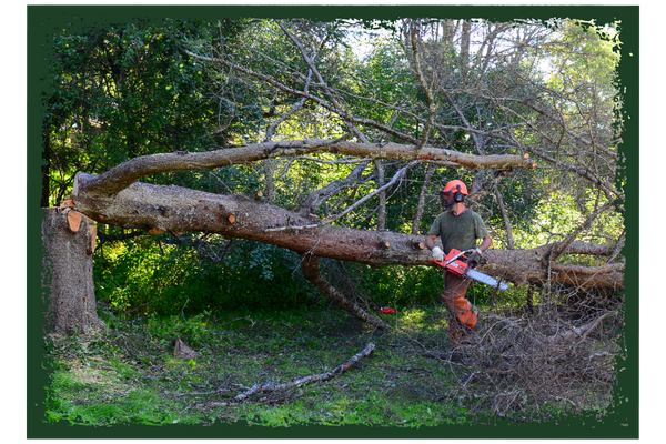 local tree contractor local tree contractor