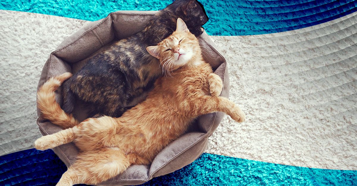 Image of cats Image of cats