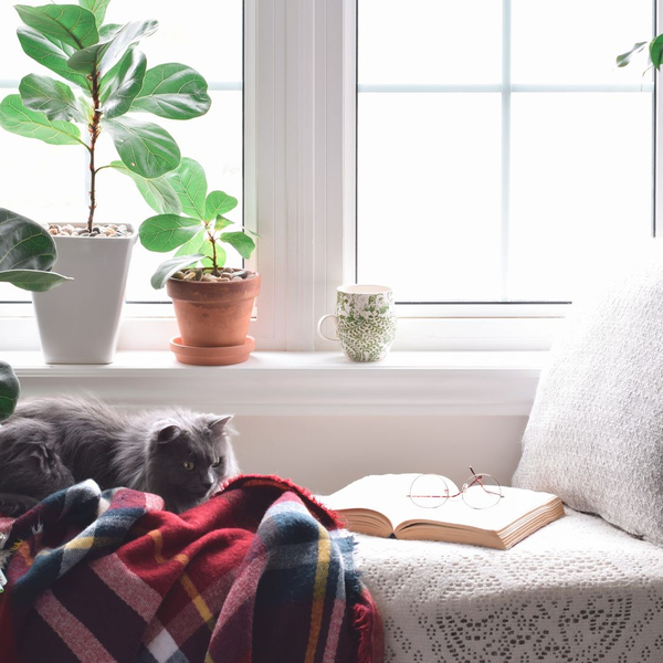 cat and book in seat by window