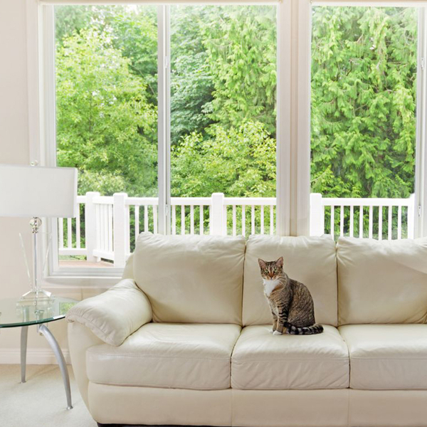 large window with cat