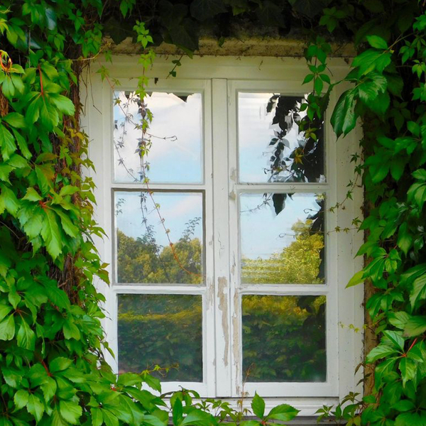 window with vines