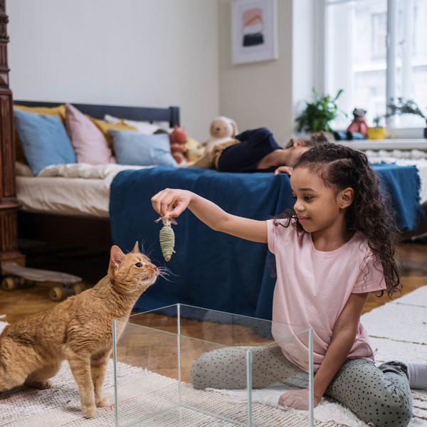 a child playing with a cat a child playing with a cat