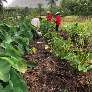 volunteer_for_kui_on_capital-640w.jpg