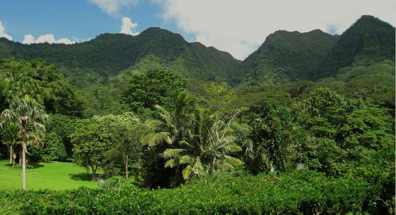 Hawaiian greenery 