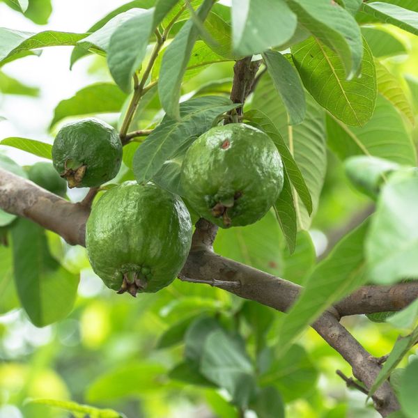 guava 