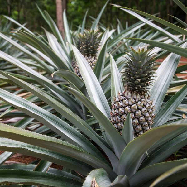 pineapple 