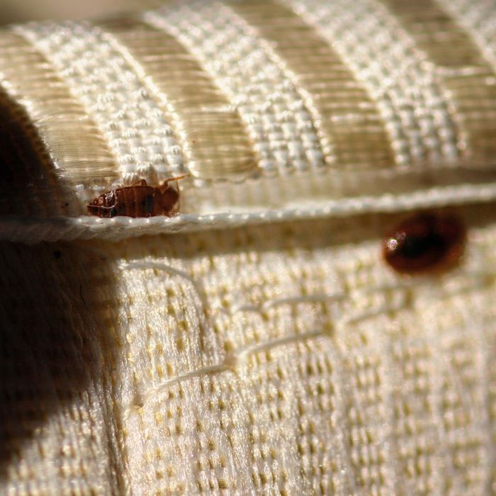 Bed bugs on fabric