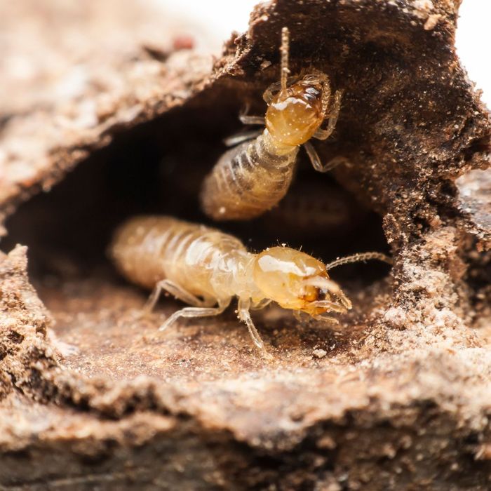 Two termites crawling through a mud tunnel. 